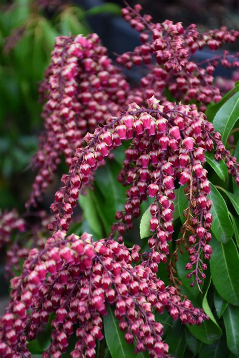 gay goblin|Gay Goblin Japanese Pieris (Pieris japonica Cabernet) in。